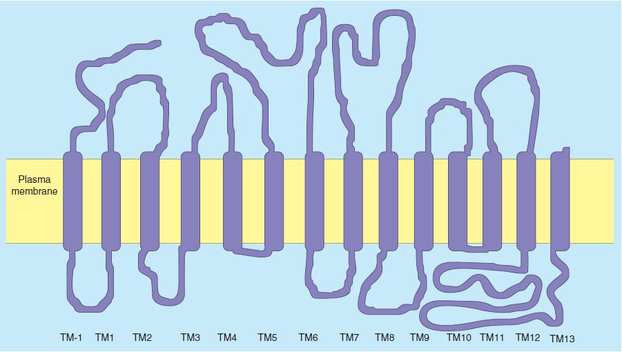 Secondary structure model of human SGLT1.