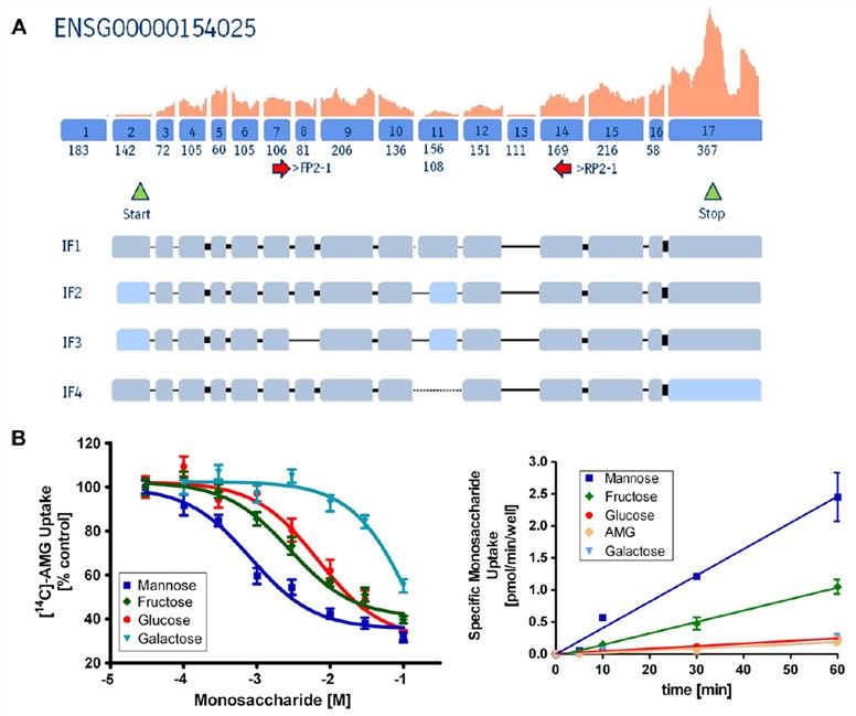 (A) Gene structure of SGLT-5 (Ensembl Gene ENSG00000154025 [SLC5a10]); (B) Functional characterisation of SGLT-5.