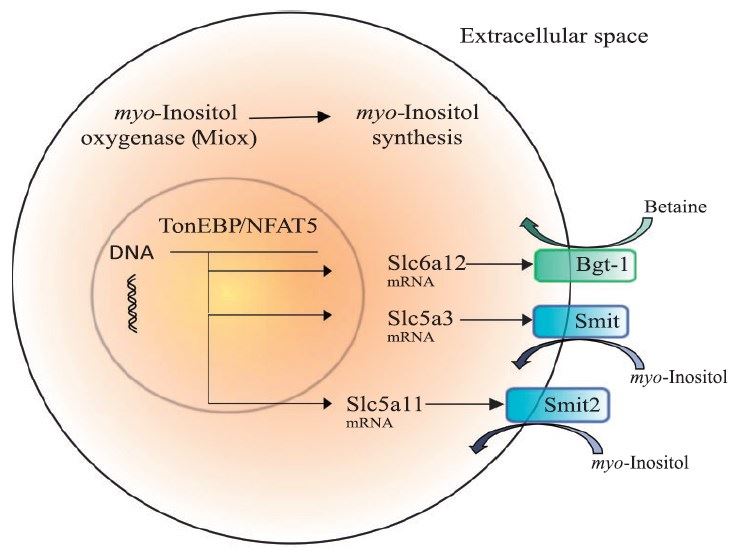 Function of gene products in tubular cells, Slc5a11 encodes the sodium Myo-inositol transporter Smit2.