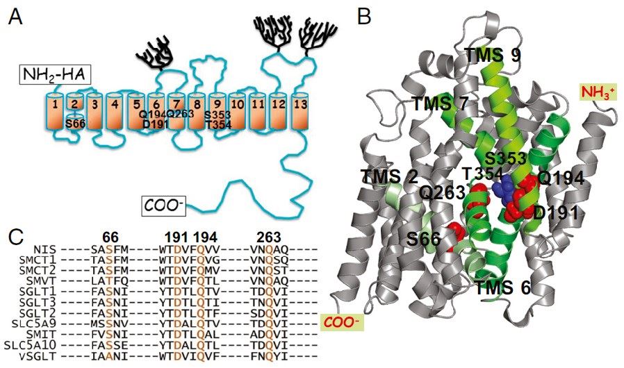 The sodium/iodide symporter (NIS) models and SLC5 family alignment.