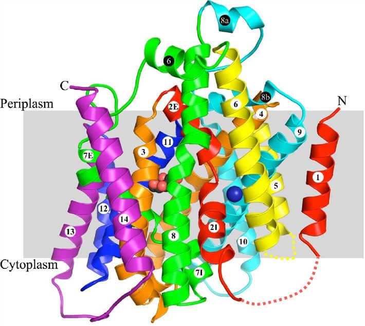 Structure of Vibrio parahaemolyticus sodium/galactose symporter (vSGLT) viewed in the membrane plane.