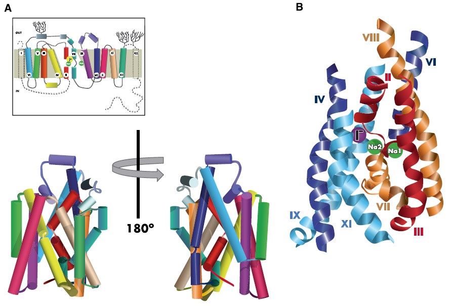 NIS homology model.