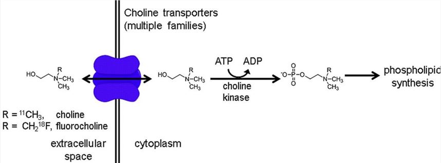 Cellular uptake and metabolism of 11C-CHO and 18F-FCHO.