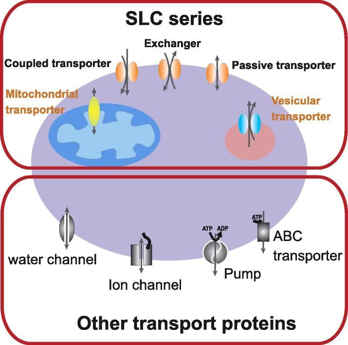 A cell with SLC and non-SLC transporters expressions.