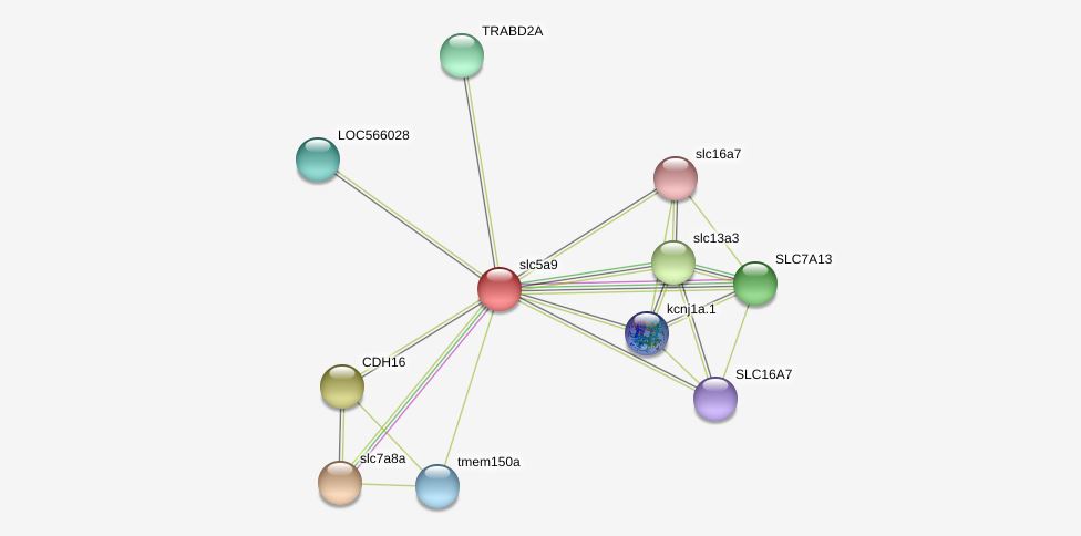 The interaction between SLC5A9 protein and other proteins.
