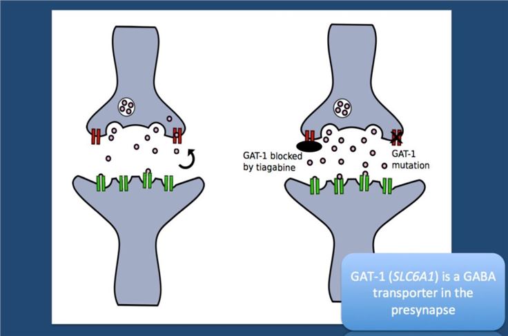 SLC6A1 Membrane Protein Introduction