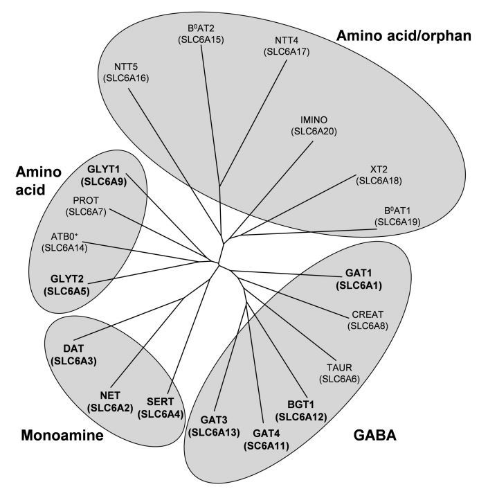  SLC6A15 Membrane Protein Introduction