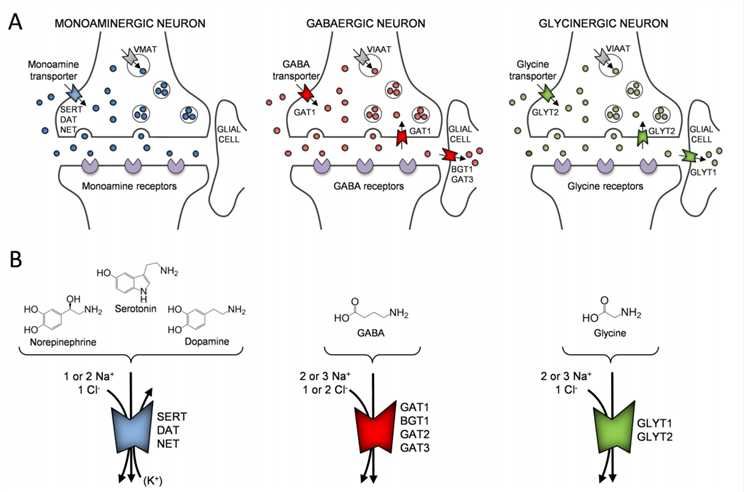 SLC6A18 Membrane Protein Introduction