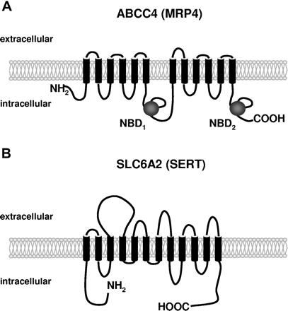 SLC6A2 Membrane Protein Introduction