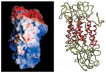 Structure of SLC6A3 membrane protein.