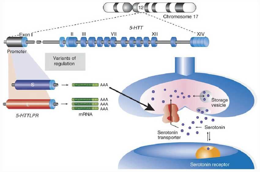 Representation of the long/short functional variant on the <em>5-HTT</em>&nbsp;gene and the release, reception, and recycling of serotonin in neurons.