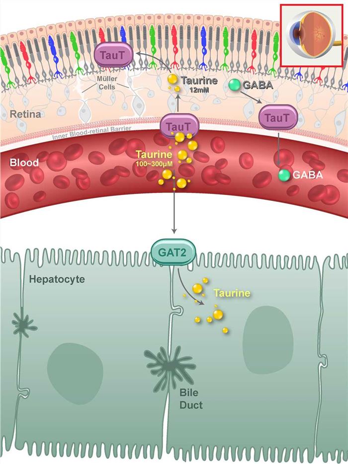SLC6A6 Membrane Protein Introduction