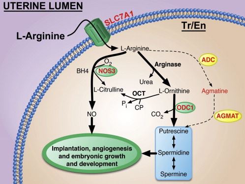 Arginine is transported into trophectoderm cells by the solute carrier family member 7 (SLC7A1).
