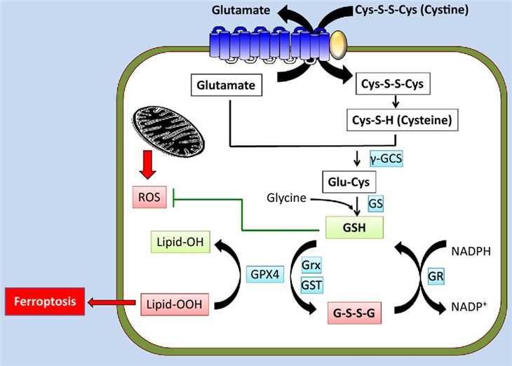 SLC7A11 can promote the oxidative stress responses and inhibit ferroptosis.