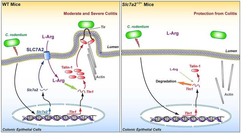 SLC7A2 regulates the intimate attachment of A/E pathogens to epithelial cells.