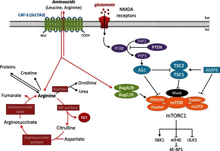 The consequences of SLC7A3 dysfunction on the mTOR and NO pathways.