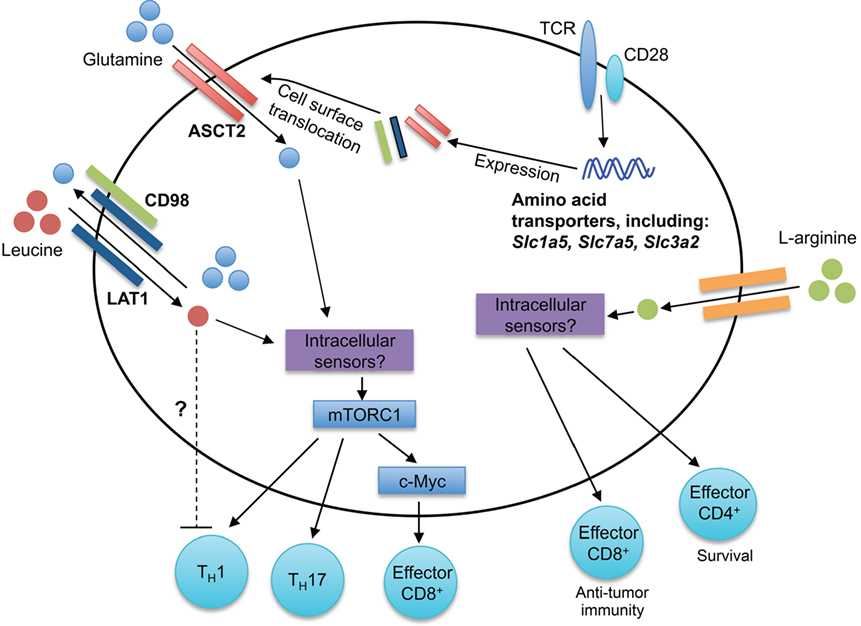 System diagram of amino acid transporters (LAT1, ASCT2, and CD98) in modulation of T cell responses.