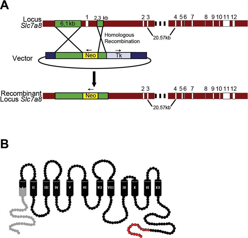 Diagram of the homologous recombination in Slc7a8 locus.