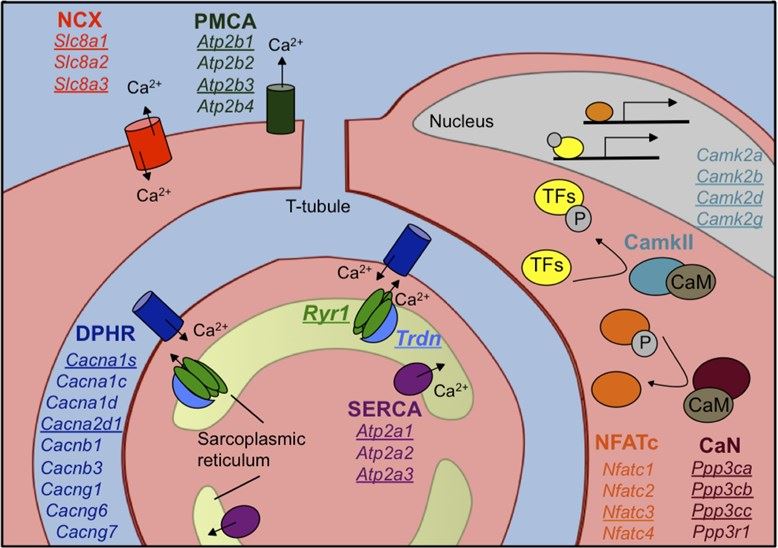 The associated calcium handling genes in postnatal skeletal muscle development.