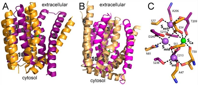 Structure of NCX.