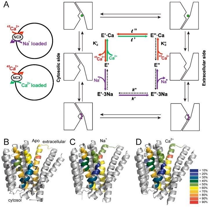 Ion transport cycle and NCX backbone dynamics.