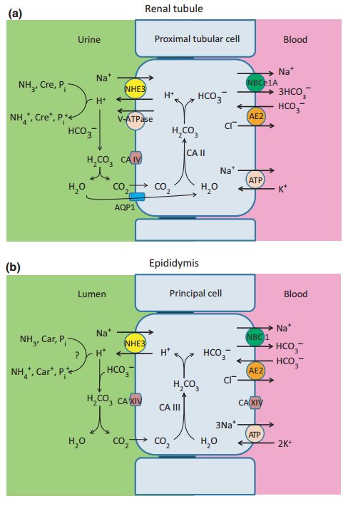 Cellular models for luminal acidification by NHE3.