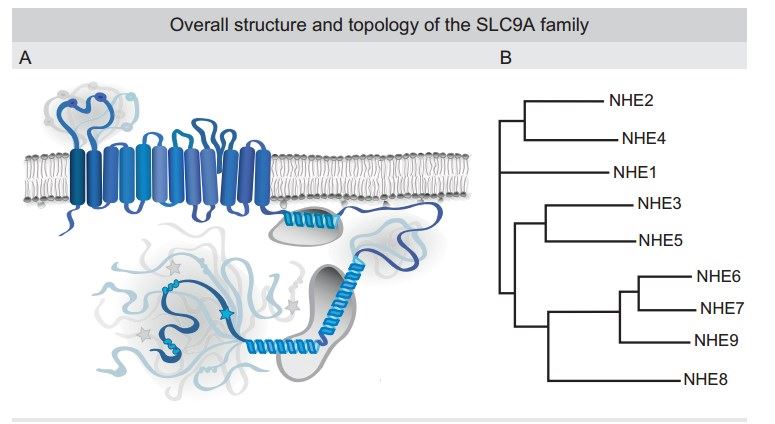 Topology of SLC9A family.