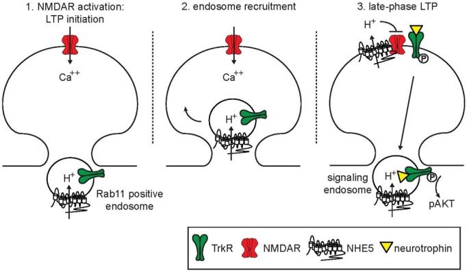 Model of endosomal and synaptic functions of NHE5.