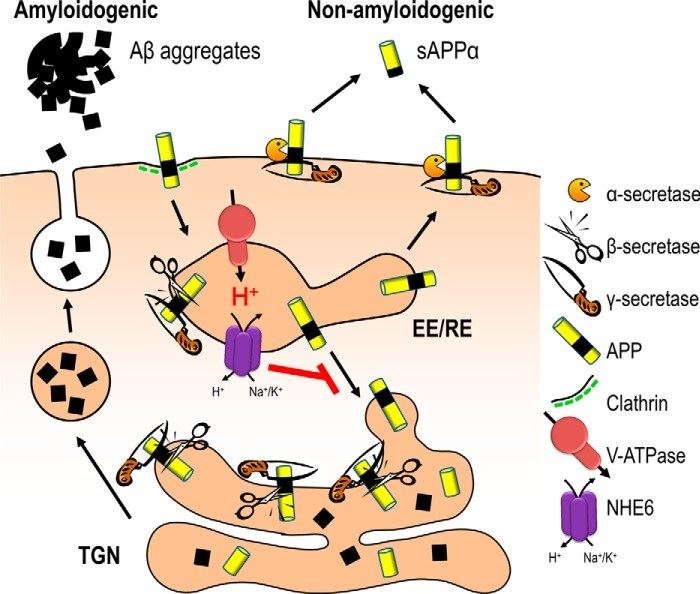 Model for endosomal pH regulation of Aβ production by NHE6.