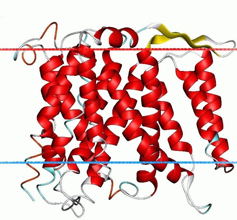 Topology of SLC9A7.