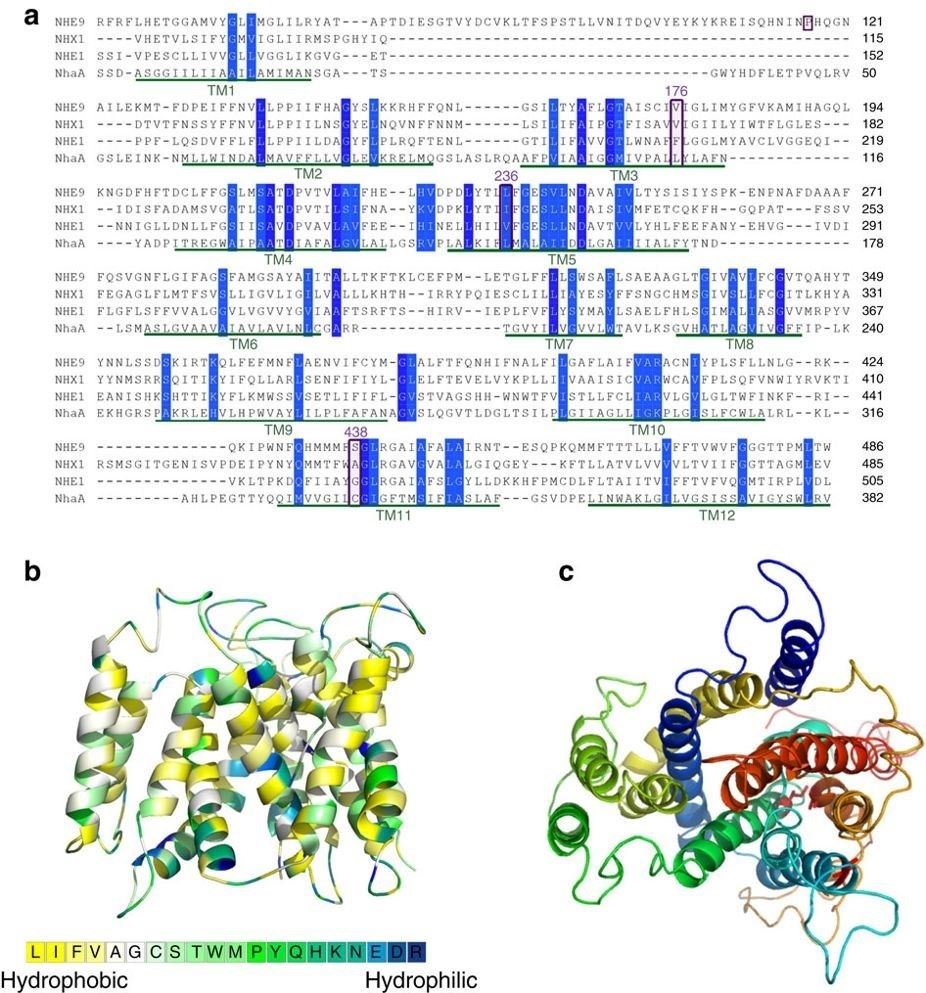 Structural modeling of NHE9 and Nhx1.