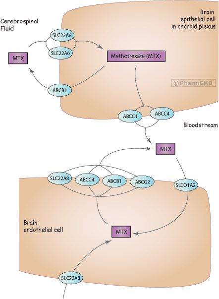 Representation of transport and exchange of methotrexate in the brain.