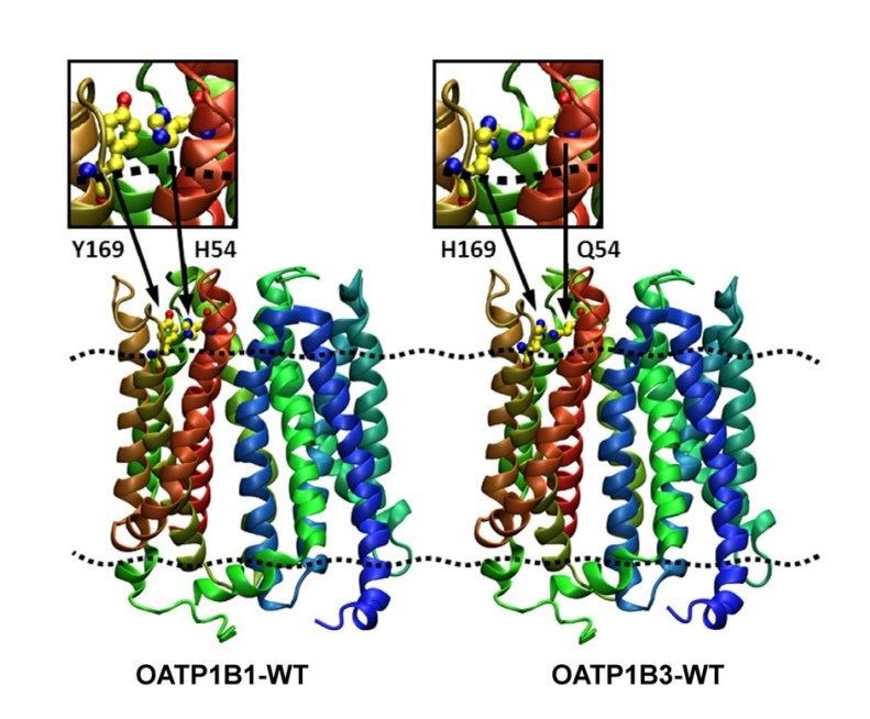 Model of the transmembrane pore of OATP1B1 and OATP1B3.