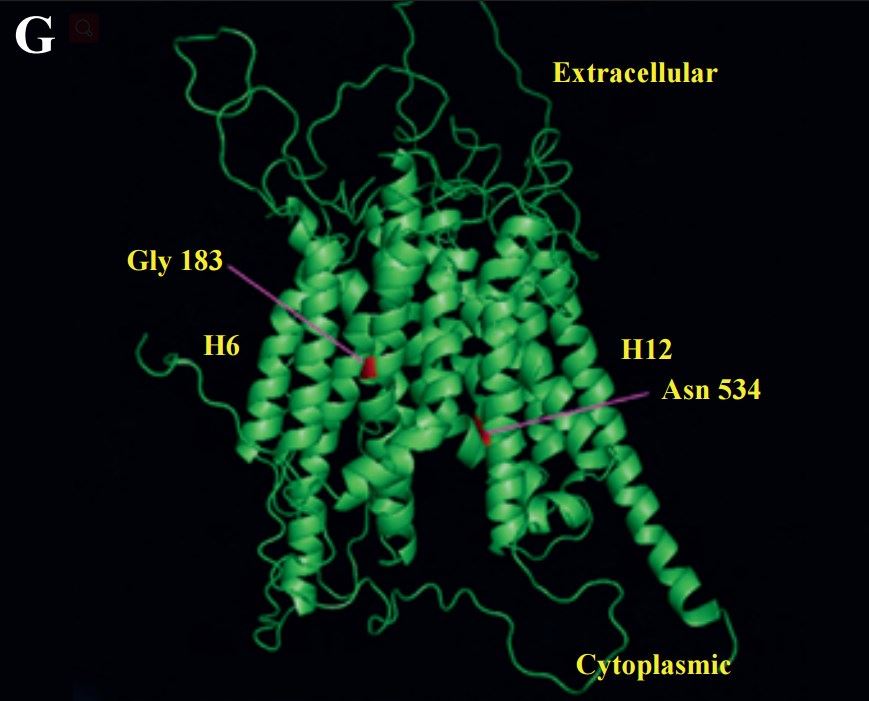 Crystal structure of wild-type SLCO2A1.