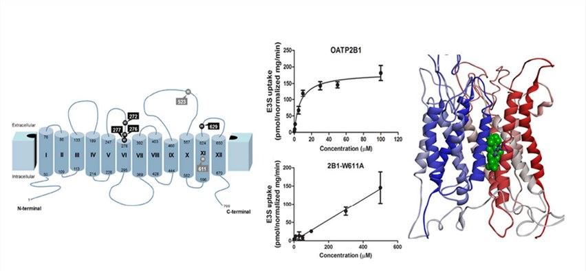 Topology of SLCO2B1.