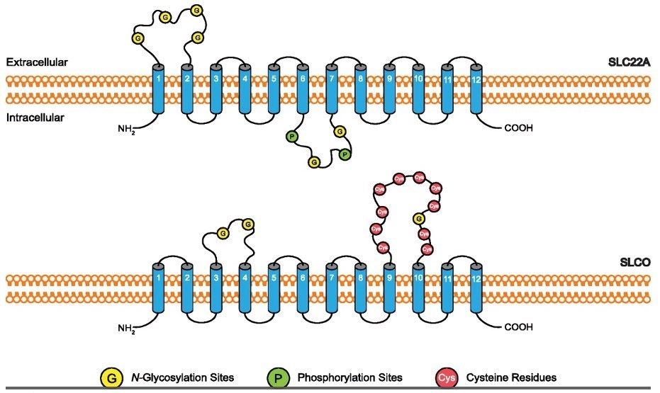 SLC drug transporter membrane topology. The blue cylinder represents the predicted transmembrane structure. Yellow, green or red circles represent N-glycosylation and phosphorylation sites and important cysteine residues, respectively.