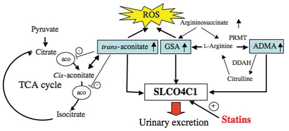 Uremic toxins and SLCO4C1 transporter in renal failure.