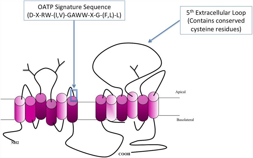 The basic membrane topology of the OATP transporter. Members of the OATP family are predicted to have a 12-transmembrane domain topology in which the OATP superfamily signature is located at the junction between the third extracellular loop and the transmembrane domain 6. A conserved cysteine residue is located in the fifth extracellular loop. In addition, three predicted glycosylation sites (Y) are delimited on extracellular loops 2 and 5.