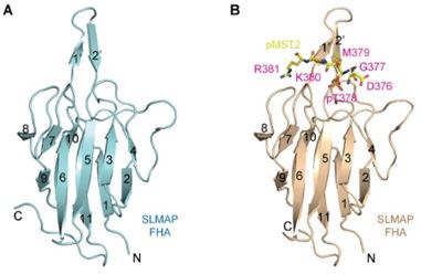 SLMAP Membrane Protein Introduction