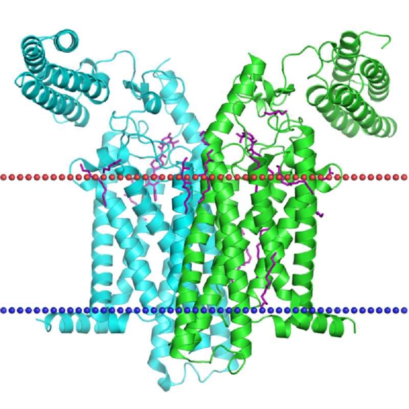 SMO Membrane Protein Introduction