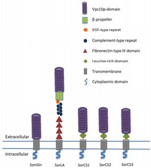 SORT1 Membrane Protein Introduction
