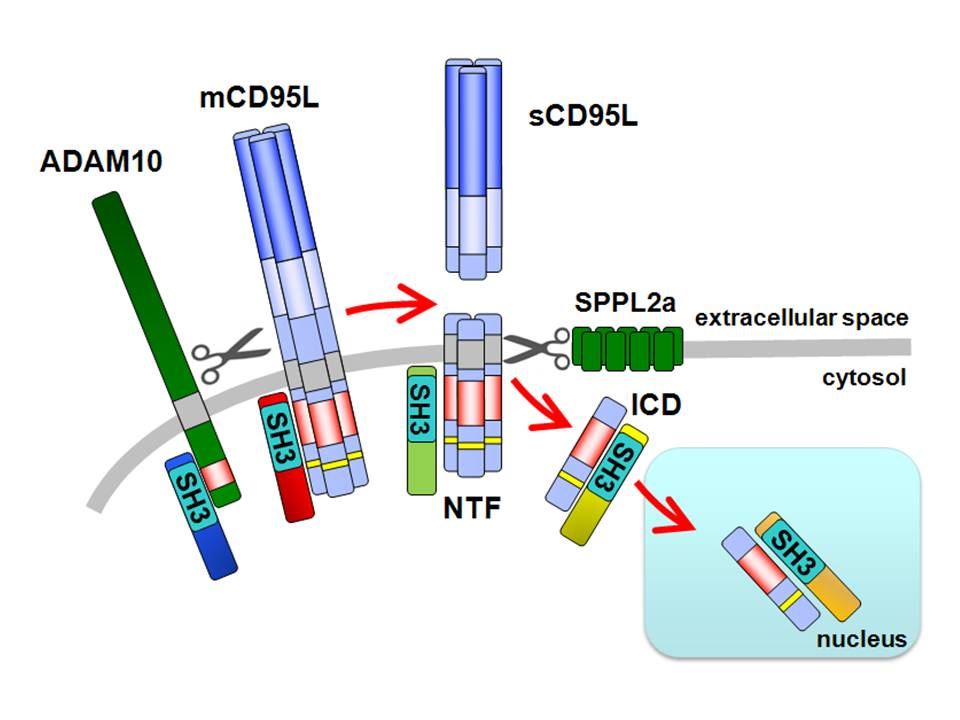 SPPL2A Membrane Protein Introduction