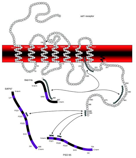 Rat sst1 receptor interactions and phosphorylation sites.