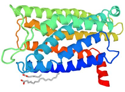 Structure of SSTR3 membrane protein.