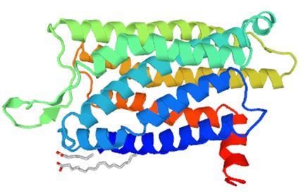 Structure of SSTR4 membrane protein.