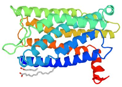 Structure of SSTR5 membrane protein.