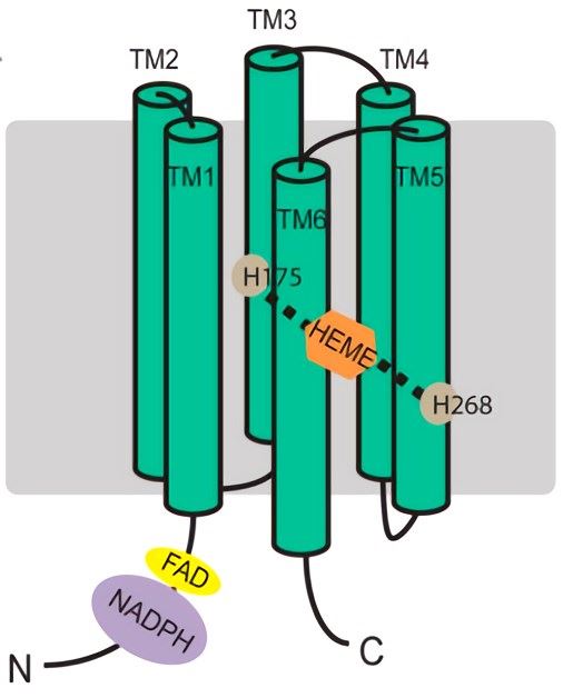 Membrane topology of mammalian (rabbit) STEAP1.