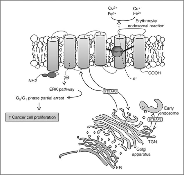 Schematic representation of STEAP2 protein structure, cell localization and physiological functions.