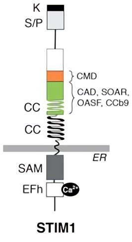 STIM1 protein domains. STIM1 contains an N-terminal EF-hand domain and a sterile alpha motif (SAM), and a cytoplasmic C terminus domain that containing two coiled-coil (CC), a serine/protein rich (S/P) and a polybasic lysine-rich (K) domain. A minimal CRAC channel binding and activation domain (alternatively termed CAD, SOAR, OASF, CCb9) and an adjacent CRAC modulatory domain (CMD) mediating fast inactivation of CRAC currents are shown.