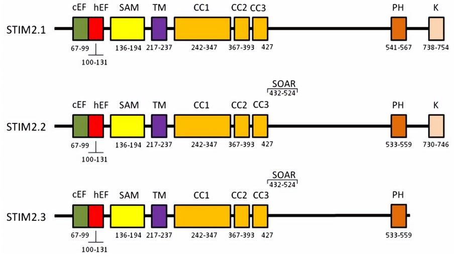 The molecular structure of the STIM2 variant. The N-terminal region of the ER cavity includes a Ca²⁺ binding canonical EF-hand motif (cEF), hidden EF-hand (hEF) motif and a sterile alpha motif (SAM). The cytoplasmic C-terminal region includes CC regions (CC1 and CC2).